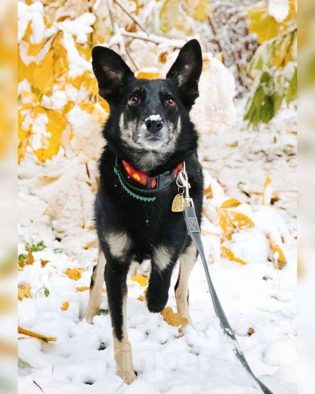 Собаки в Москве: Я Стеша :) Ищу тебя! Девочка, Бесплатно - фото 8