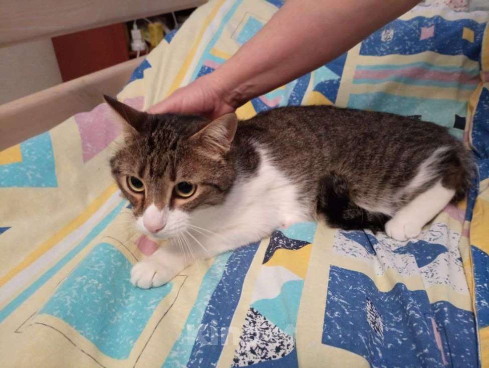 Кошки в Москве: Ласковый котик в добрые руки Мальчик, Бесплатно - фото 4