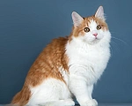 Кошки в других городах Московской области: Кошка Селин Девочка, 50 000 руб. - фото 3