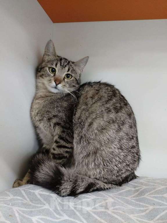 Кошки в Москве: Котенок Мила ищет дом Девочка, Бесплатно - фото 5