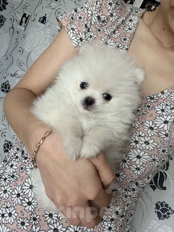 Собаки в Нижнем Новгороде: Крошка шпиц-мальчик Мальчик, 23 000 руб. - фото 2