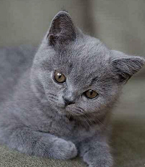 Кошечка