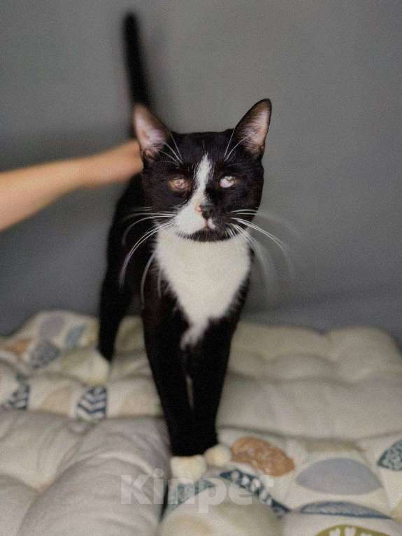 Кошки в Балашихе: Слепой котик Гомер Мальчик, Бесплатно - фото 2