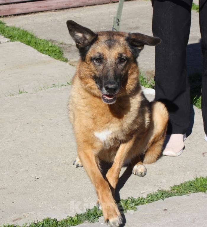 Собаки в Москве: Джульетте очень нужен дом и семья  Девочка, Бесплатно - фото 5