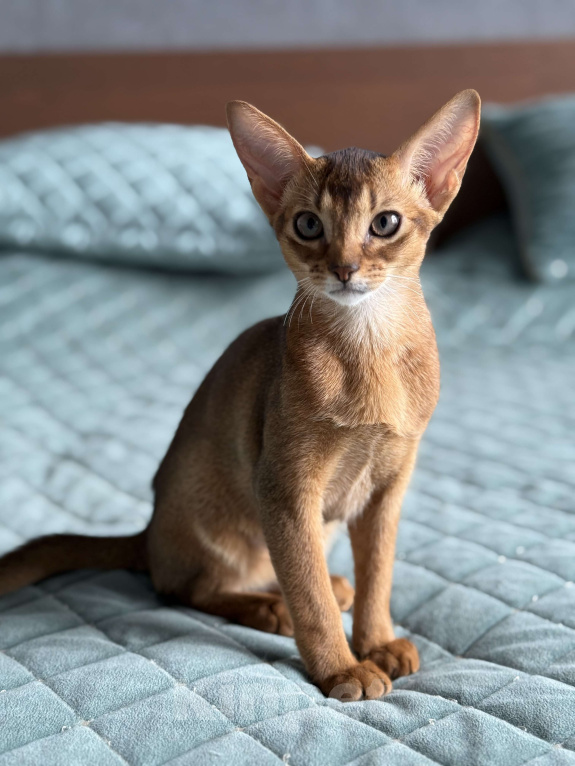 Кошки в Краснодаре: Абиссинский котенок дикого окраса Девочка, 75 000 руб. - фото 4