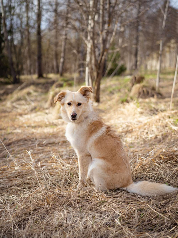 Собаки в Москве: Маленькая собачка, приучена к квартире Девочка, Бесплатно - фото 4