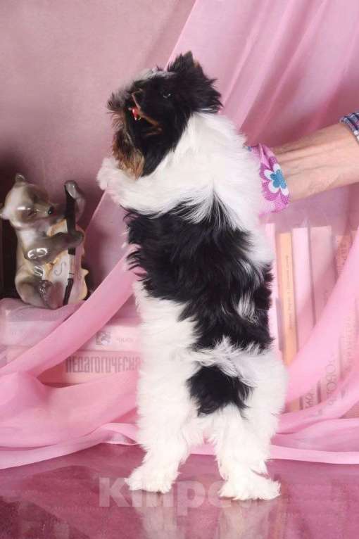 Собаки в Москве: Девочка Бивер Девочка, 90 000 руб. - фото 4