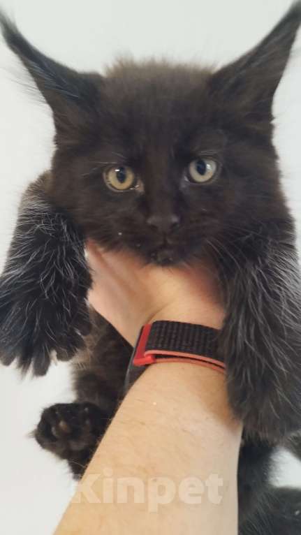 Кошки в Москве: Котята мейн кун Мальчик, Бесплатно - фото 1