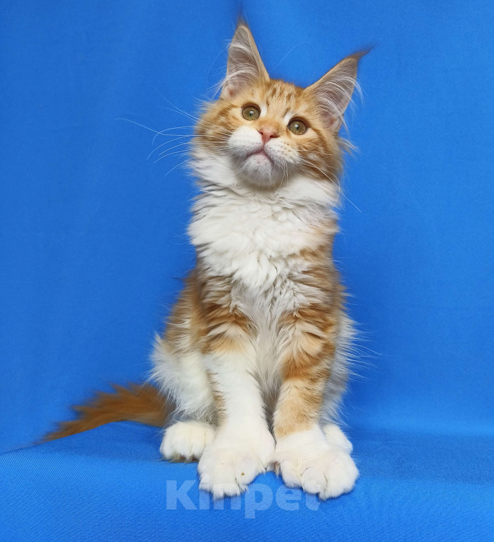 Кошки в Москве: Котенок Мейн-кун полидакт. Девочка  Девочка, 80 000 руб. - фото 4