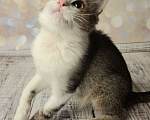 Кошки в Москве: Котёнок в добрые руки  Мальчик, Бесплатно - фото 4