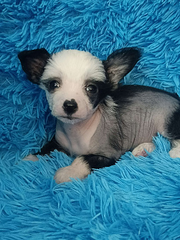 Девочка голая мини