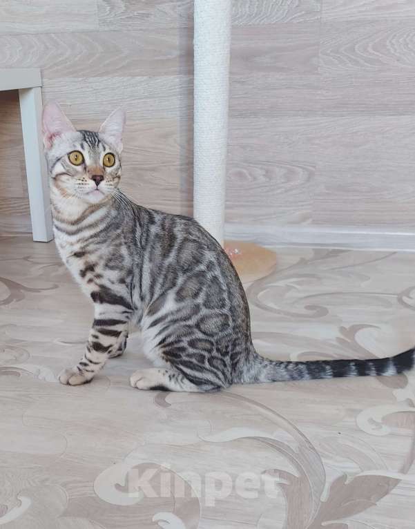 Кошки в Москве: Бенгальский мальчик серебро  Мальчик, Бесплатно - фото 4