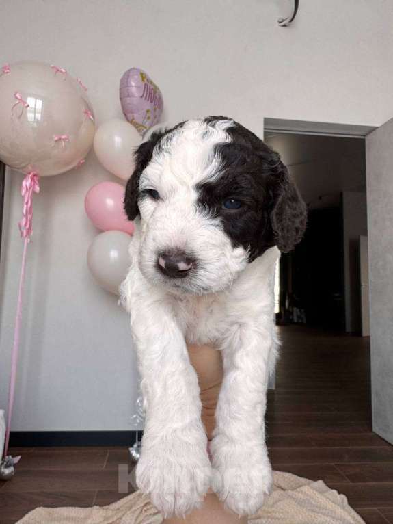 Собаки в других городах Владимирской области: Молочный Мартин😍 🐕 Щенок испанской водяной собаки 🐕✨ Мальчик, Бесплатно - фото 1