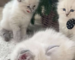 Кошки в Нижнем Новгороде: Рэгдолл котики очень нежные  Мальчик, 27 000 руб. - фото 4