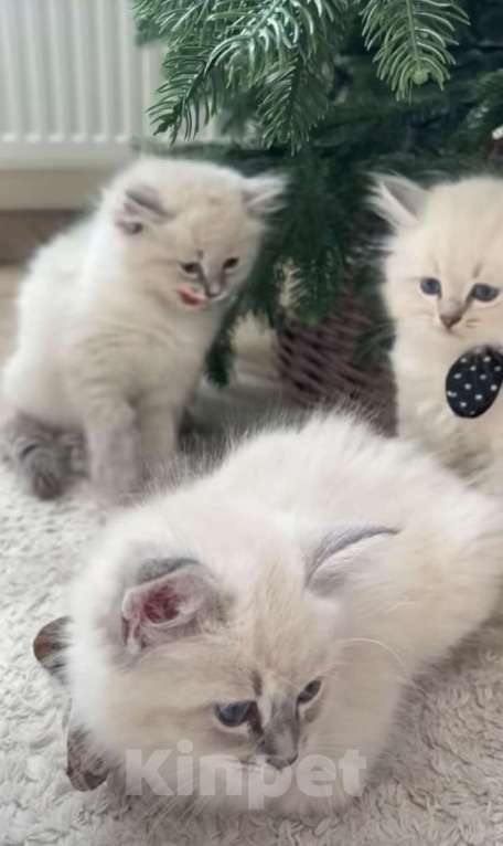 Кошки в Нижнем Новгороде: Рэгдолл котики очень нежные  Мальчик, 27 000 руб. - фото 4