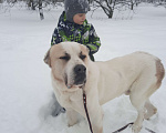 Собаки в Видном: Брандон алабай, 5 лет Мальчик, Бесплатно - фото 3