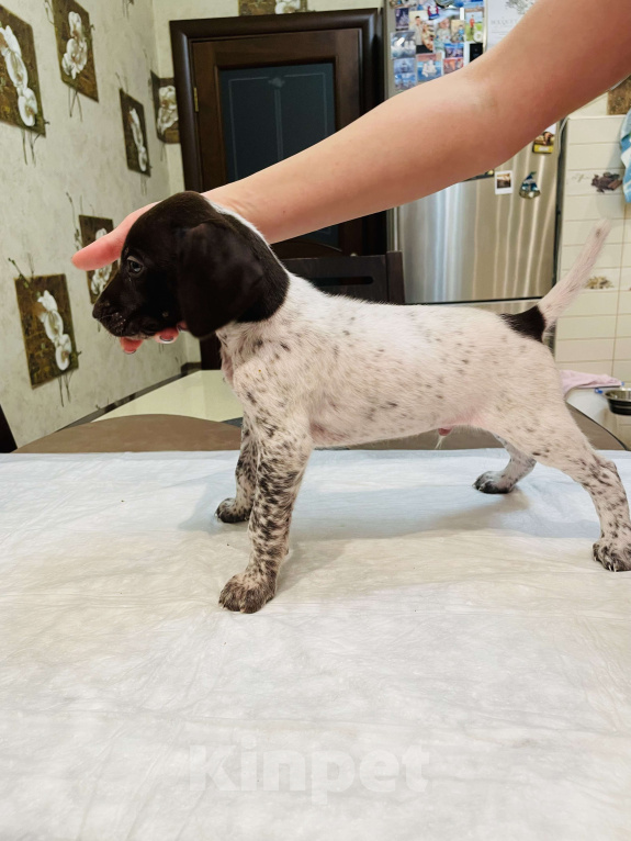 Собаки в Ступино: Щенки курцхаар Мальчик, Бесплатно - фото 3