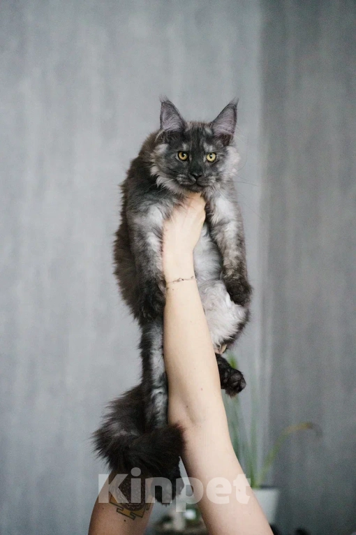 Кошки в Химках: Молодой кот Мейн-Кун  Мальчик, 100 000 руб. - фото 1