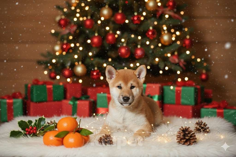 Собаки в Екатеринбурге: Сиба-ину, девочка, РКФ  Девочка, 45 000 руб. - фото 1