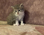 Кошки в Лукоянове: Котята, 1 500 руб. - фото 1