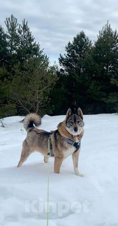 Собаки в Москве: Булочка Девочка, Бесплатно - фото 4