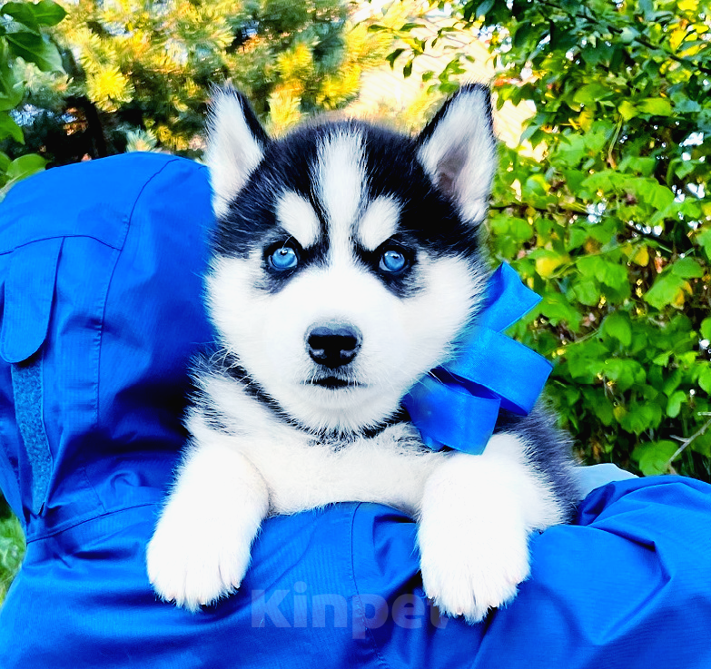 Собаки в Арзамасе: Хаски Щенки Разных окрасов Разнополые, Бесплатно - фото 1