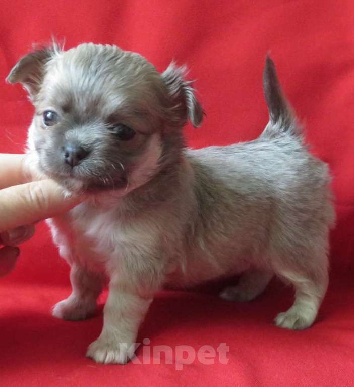 Собаки в Санкт-Петербурге: чихуахуа девочка Девочка, 60 000 руб. - фото 1