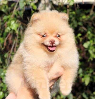 Собаки в Москве: Щенки померанского и малого шпица Девочка, Бесплатно - фото 2