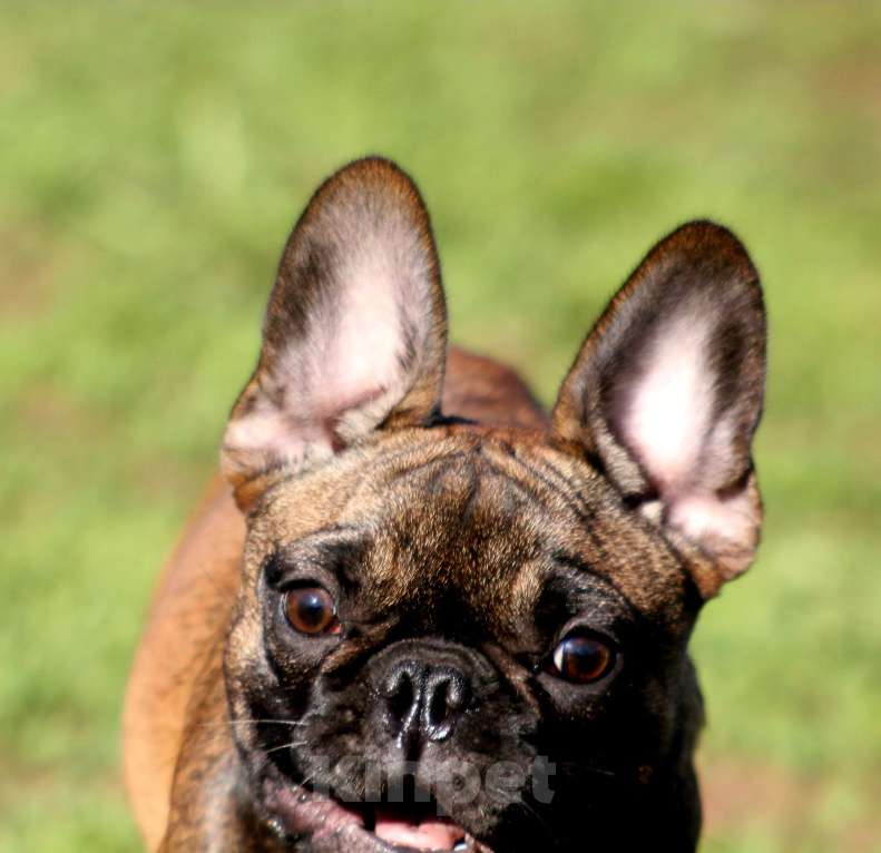 Собаки в других городах Кировской области: Мальчик французского бульдoга  Мальчик, 50 000 руб. - фото 3