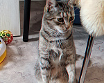 Кошки в Санкт-Петербурге: Кошечка для души Девочка, Бесплатно - фото 8