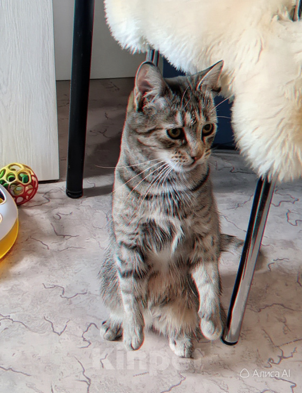Кошки в Санкт-Петербурге: Кошечка для души Девочка, Бесплатно - фото 8