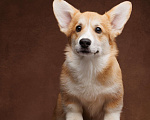 Собаки в Истре: Девочка Вельш Корги Пемброк Девочка, Бесплатно - фото 3