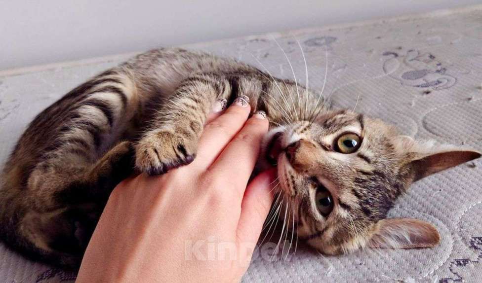 Кошки в Москве: Котенок Тархун ищет дом Мальчик, Бесплатно - фото 2