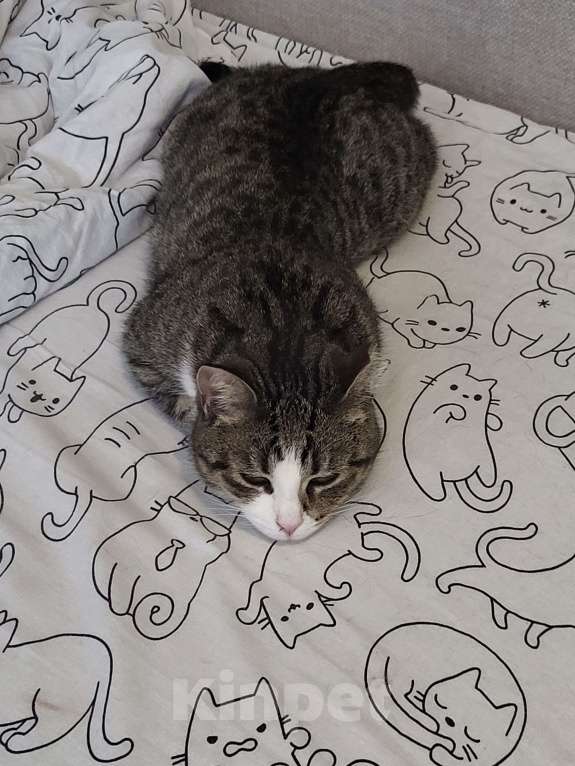 Кошки в Санкт-Петербурге: Ласковая кошечка ищет дом Девочка, Бесплатно - фото 4