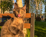 Кошки в Санкт-Петербурге: Продаю котят Мейн-куна Девочка, 40 000 руб. - фото 1