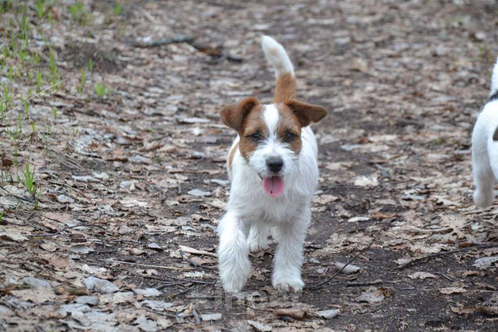 Собаки в Саратове: Девочки джек рассел терьера Девочка, Бесплатно - фото 6