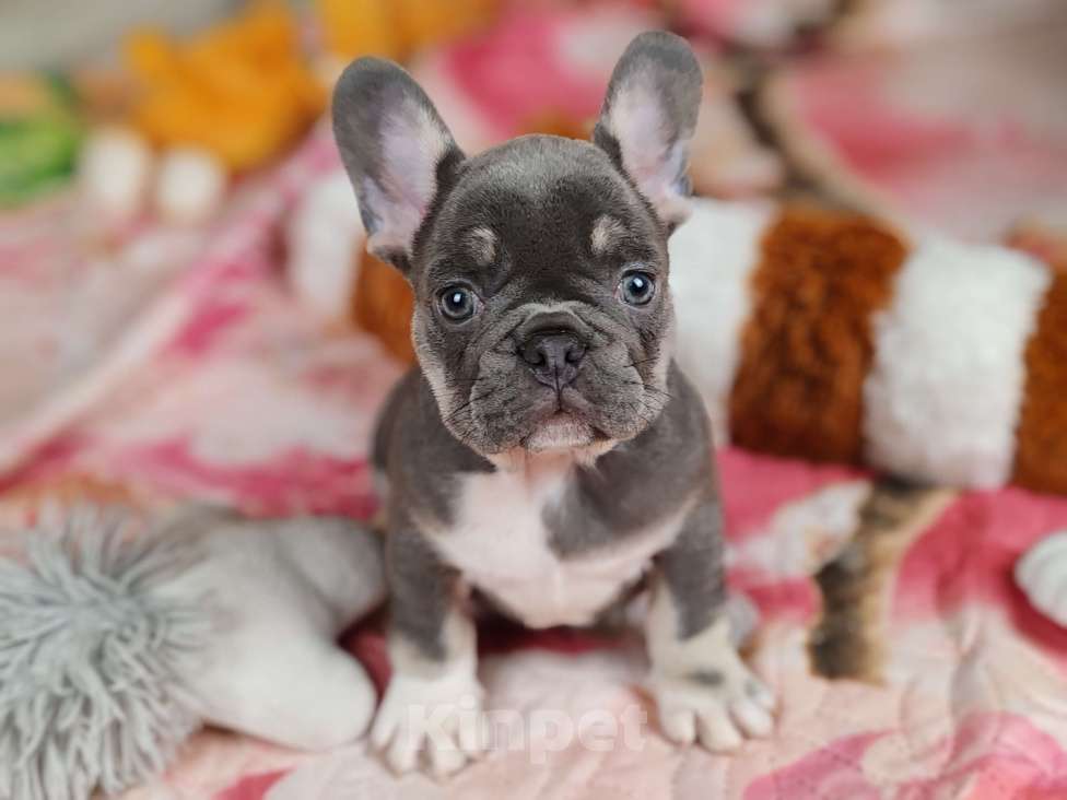 Собаки в Санкт-Петербурге: Шикарный лиловый мальчик  Мальчик, 80 000 руб. - фото 2