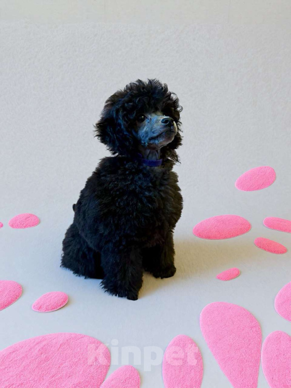 Собаки в Долгопрудном: Щенок пуделя миниатюрный серебристый Джентли Борн Рикки  Мальчик, 75 000 руб. - фото 2