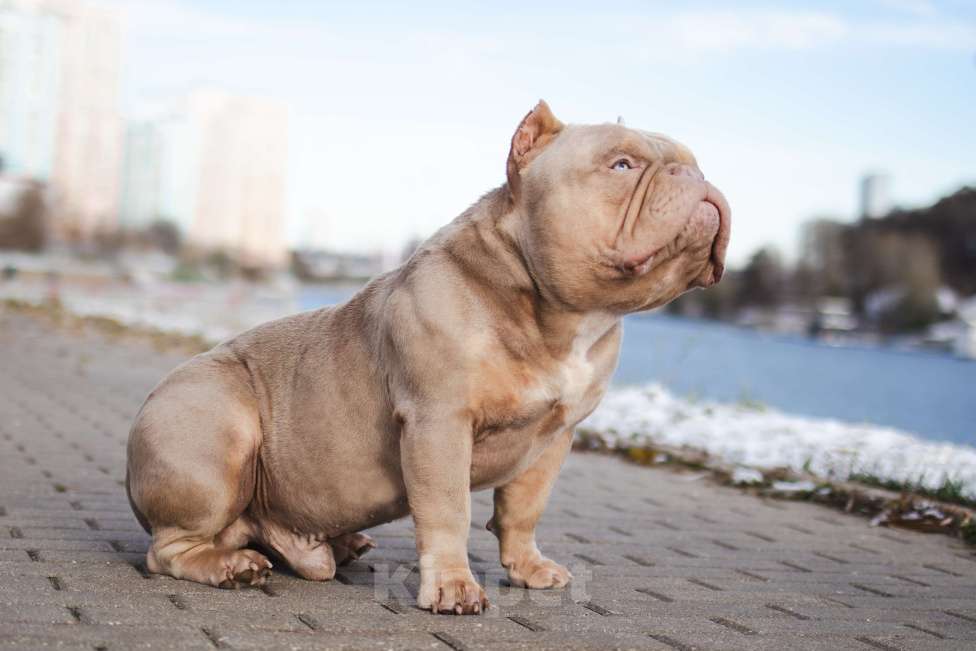 Собаки в Красногорске: премиум американский булли для вязки Мальчик, 90 000 руб. - фото 6