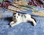 Кошки в Нижнем Новгороде: Фрося Мальчик, Бесплатно - фото 3