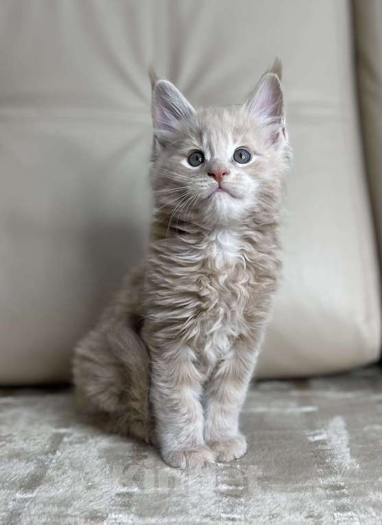 Кошки в Москве: Котята мейн-кун / 2 меяца Девочка, 79 990 руб. - фото 8