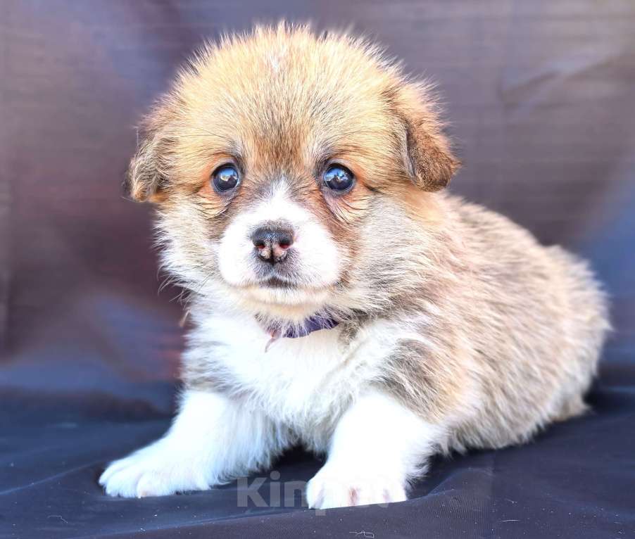 Собаки в Москве: Девочка вельш корги пемброк рыж белая Девочка, 60 000 руб. - фото 2