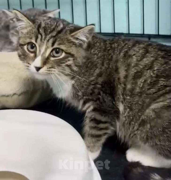 Кошки в Москве: Котята в добрые руки! Девочка, Бесплатно - фото 3