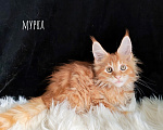 Кошки в Екатеринбурге: Мурка Девочка, 30 000 руб. - фото 2