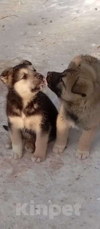 Собаки в Москве: Трогательные щеночки (2 мес.) срочно ищут дом Мальчик, Бесплатно - фото 6