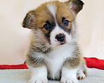 Собаки в Москве: Вельш Корги Пемброк мальчик РКФ Мальчик, 80 000 руб. - фото 1