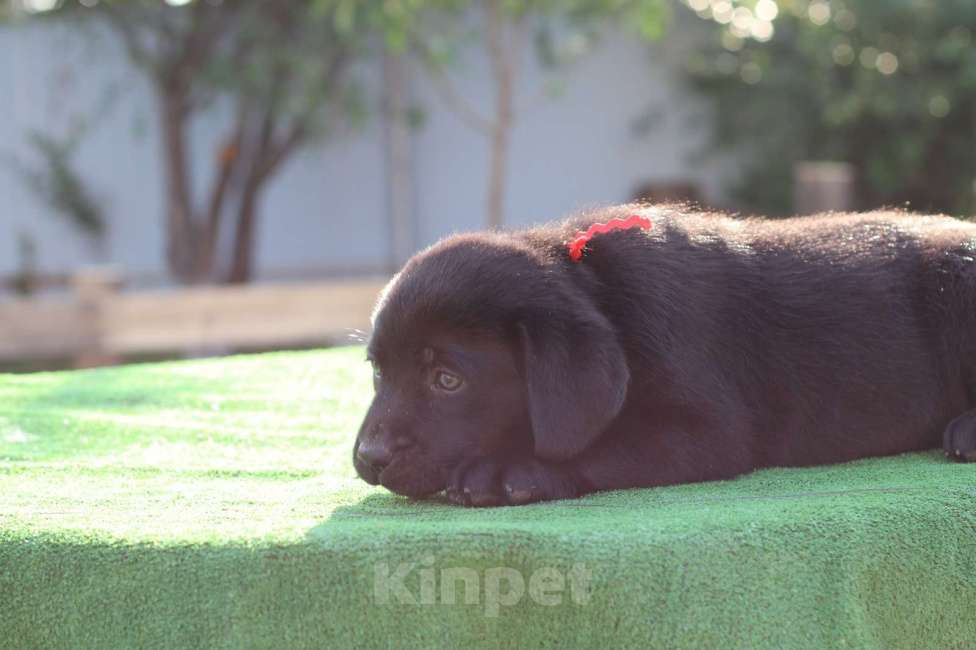 Собаки в Бирске: Щенок лабрадоора Девочка, 30 000 руб. - фото 4