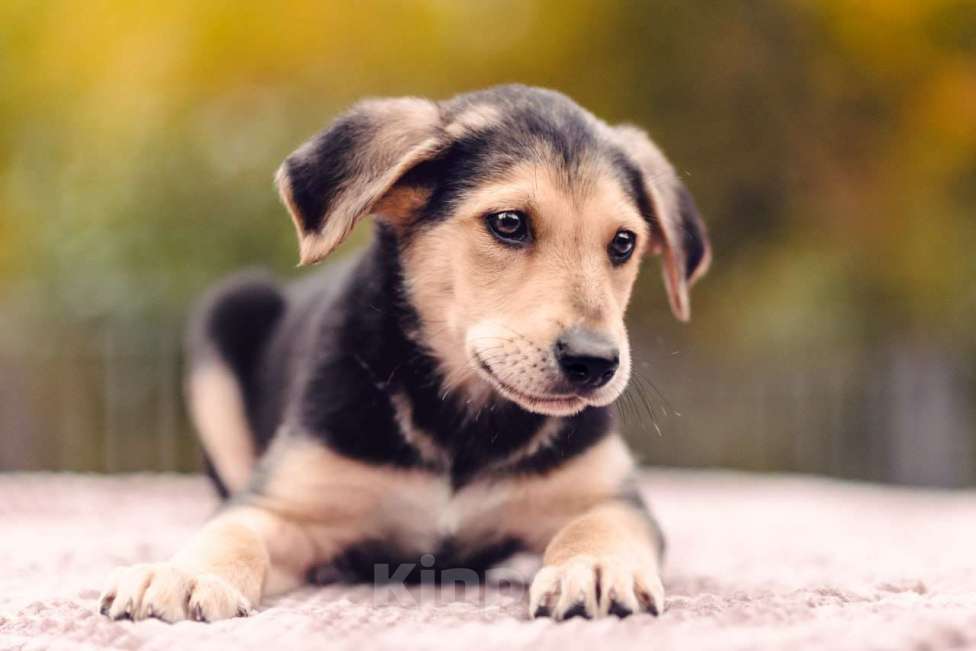 Собаки в Москве: Смокки- щенок в добрые руки Мальчик, 1 руб. - фото 1