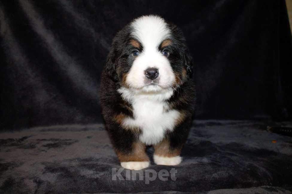 Собаки в других городах Московской области: Бернский зенненхунд Мальчик, 130 000 руб. - фото 7