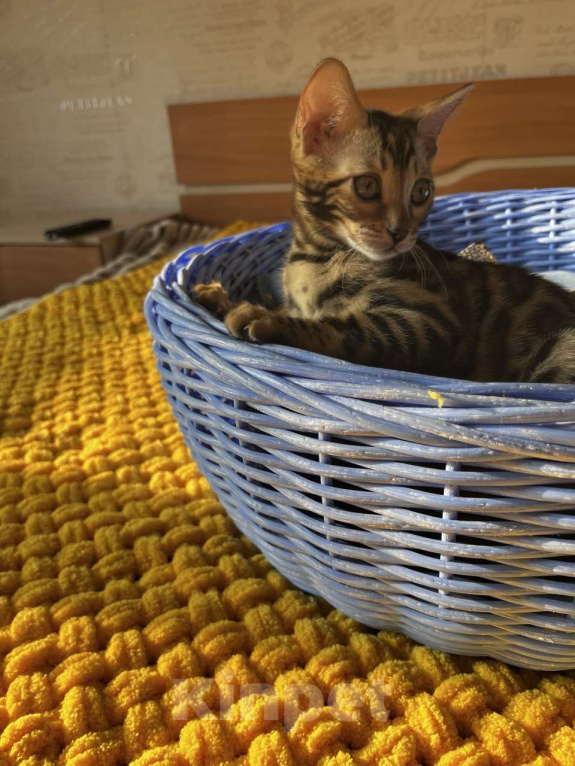 Кошки в Самаре: Бенгальская девочка Veritay Bonita Девочка, 60 000 руб. - фото 5